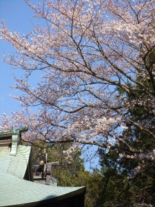 桜は今のところ２分から４分咲き