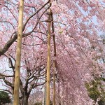 満開の枝垂れ桜　
