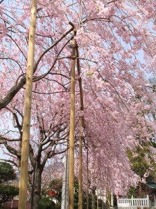 満開の枝垂れ桜　