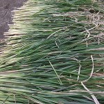 茅を日に晒（さら）す　（２５日）