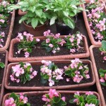 花壇に花を植えました