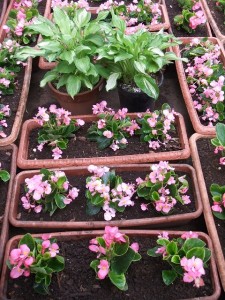 花壇に花を植えました