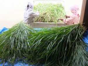 茅　（ かや ）