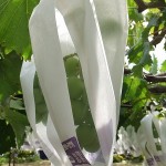 まだ青い巨峰（きょほう）