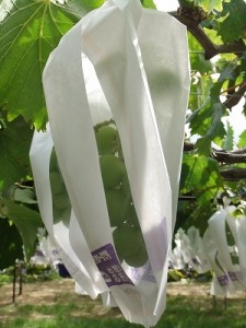 まだ青い巨峰（きょほう）