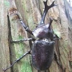 境内に姿を見せた甲虫