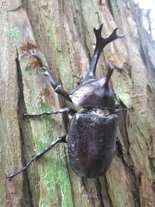 境内に姿を見せた甲虫
