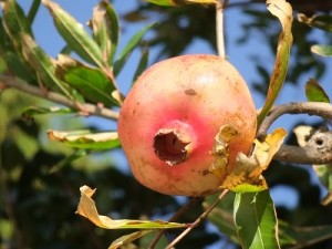 石榴（ざくろ）