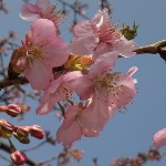 駐車場の河津桜