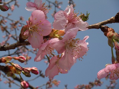 駐車場の河津桜