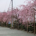 駐車場の枝垂れ桜　８分咲き