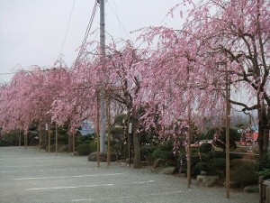 駐車場の枝垂れ桜　８分咲き