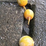 雨で転がり落ちた銀杏