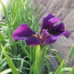 小川に野花菖蒲（のはなしょうぶ）が咲きました