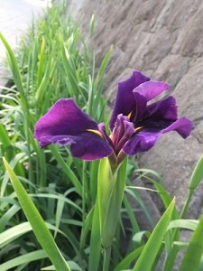 小川に野花菖蒲（のはなしょうぶ）が咲きました