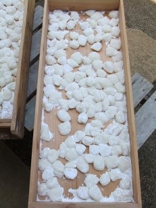 粽行事用の餅