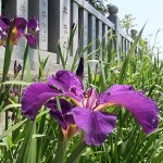 見頃となった小川の野花菖蒲 （ のはなしょうぶ ）