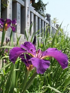 DSCF3003 見頃となった小川の野花菖蒲 ( のはなしょうぶ )