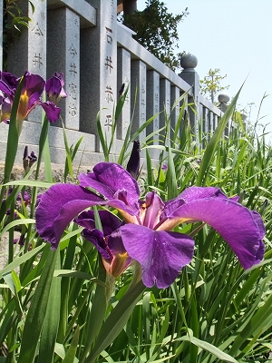見頃となった小川の野花菖蒲 （ のはなしょうぶ ）