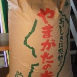 伊勢原産の粳米「キヌヒカリ」