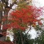紅葉の後方、欅（けやき）の葉っぱももう少し