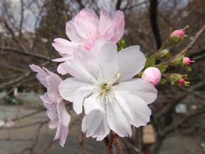 第2駐車場の四季桜