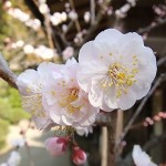見頃を迎える梅の花