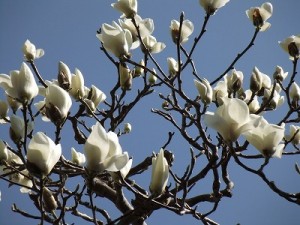辛夷　こぶし