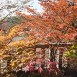 粧いを替える木々