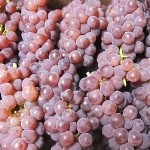 初物の葡萄