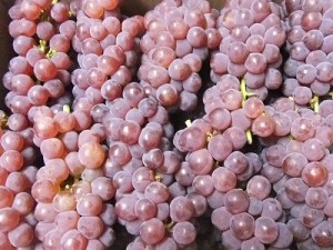 初物の葡萄