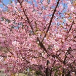 河津桜