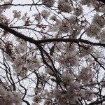 花に集まるメジロ