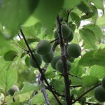 梅も大きく膨らみ