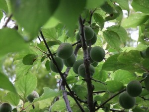 梅も大きく膨らみ