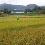 稲刈りを目前にした御神田