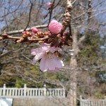 駐車場の四季桜
