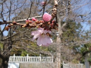 駐車場の四季桜