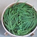 DSCF3008 (2) DSCF3008 (2)