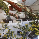 菊華展　盆栽の部