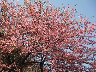 見頃を迎えた河津桜