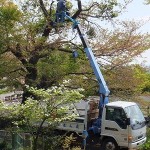 てんぐ巣病の枝落とし