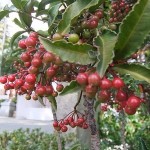 色付きはじめた万両　