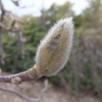 辛夷（こぶし）