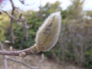 辛夷（こぶし）