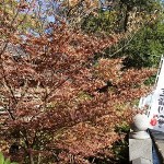 粧いを変える木々