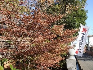 粧いを変える木々