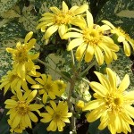 石蕗（つわぶき）