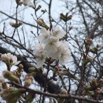 開花したソメイヨシノ