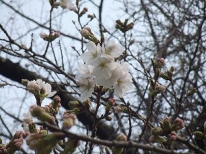 開花したソメイヨシノ